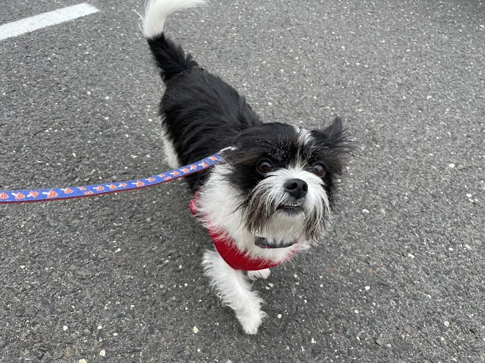 Priority Vet - Pet Urgent Care of Howell 8