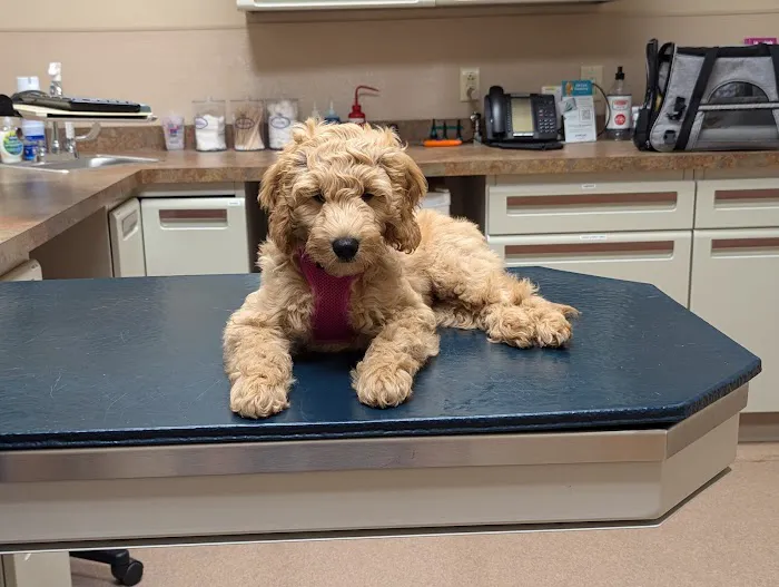 True Care Veterinary Hospital 12