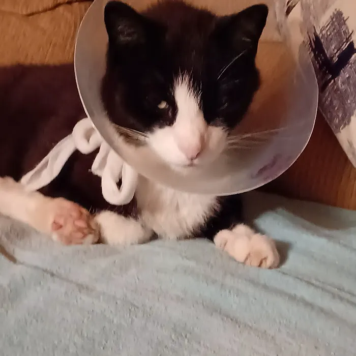 True Care Veterinary Hospital 12