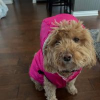 Central Monmouth Animal Hospital ico