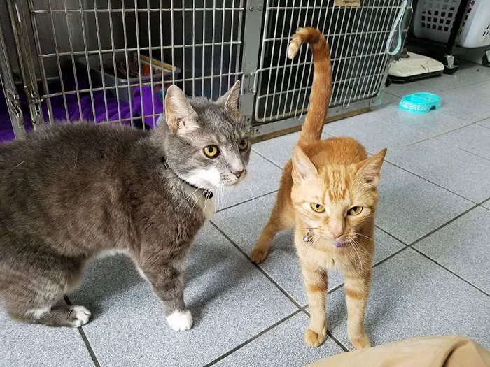 Central Monmouth Animal Hospital : Neil Bloom DVM 5