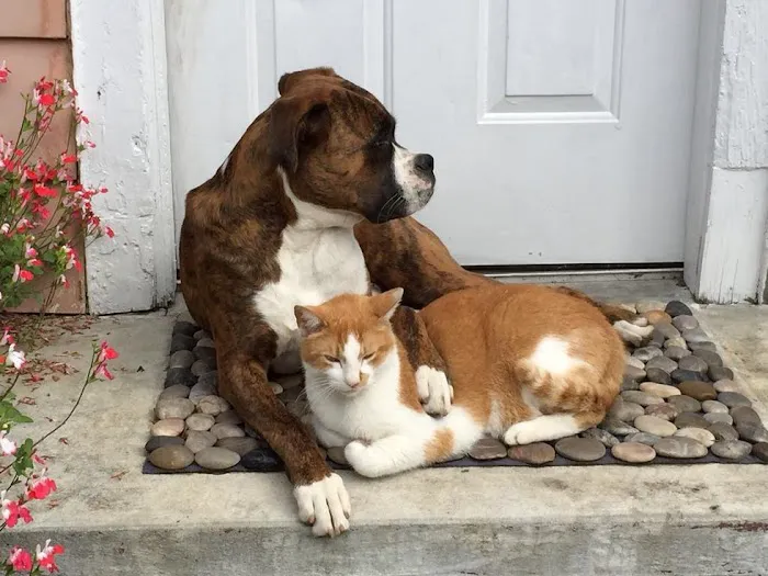 Central Monmouth Animal Hospital : Neil Bloom DVM 8