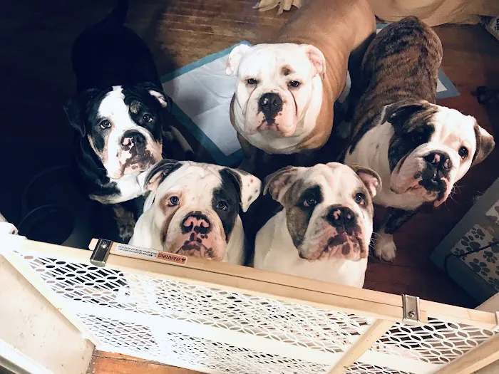 Central Jersey Animal Hospital 5