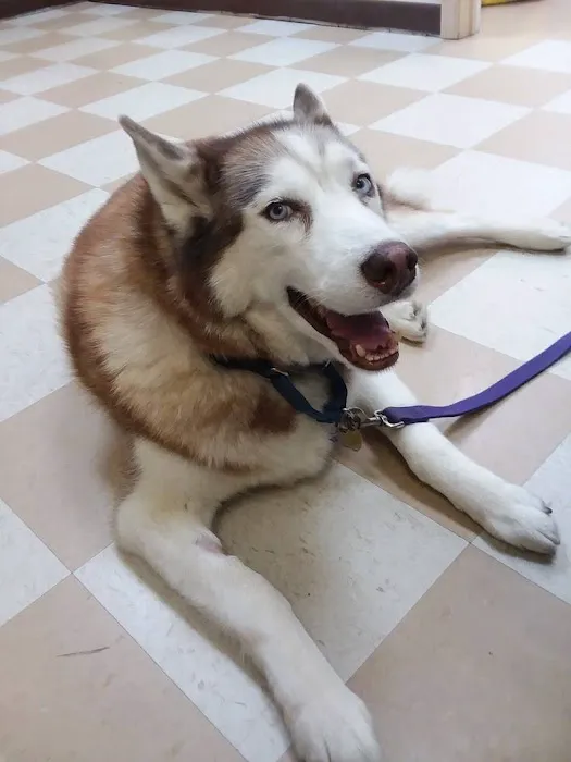 Central Jersey Animal Hospital 3