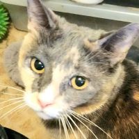 Hopewell Veterinary Group Inc ico
