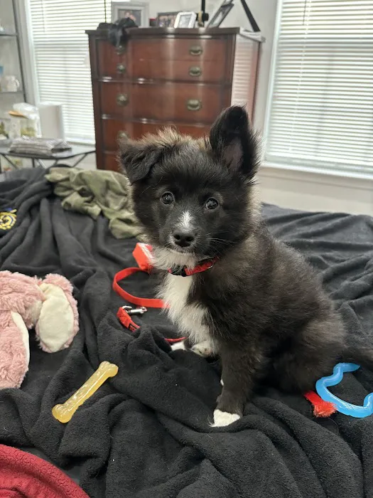 South Brunswick Animal Hospital 1