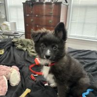 South Brunswick Animal Hospital ico