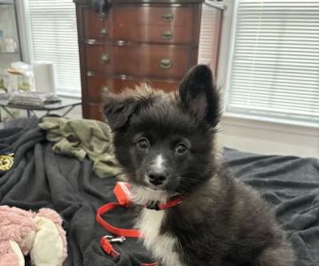 South Brunswick Animal Hospital