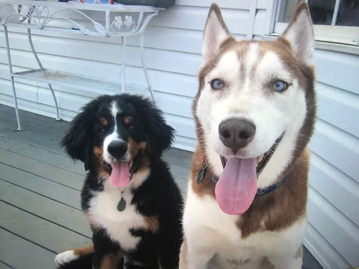 South Brunswick Animal Hospital 3