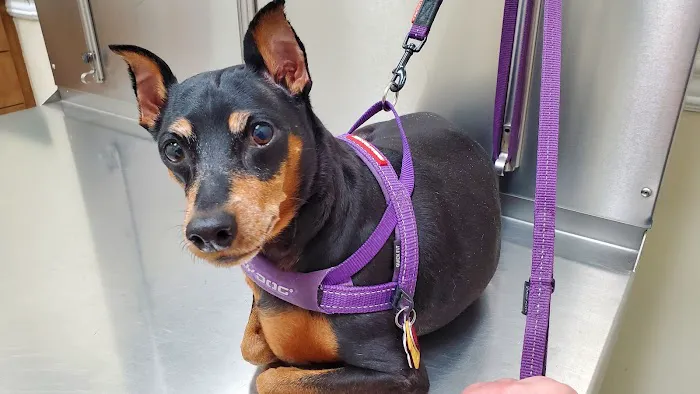 Edgebrook Animal Hospital 2