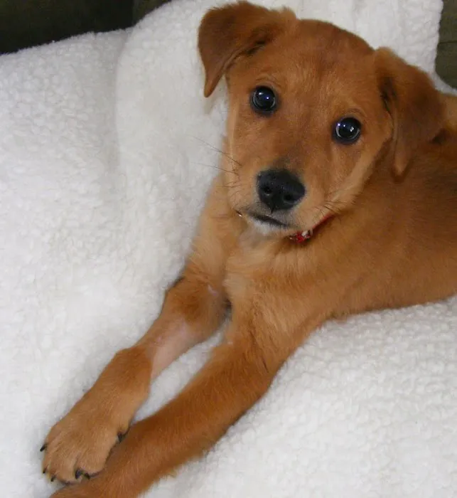 Edgebrook Animal Hospital 3