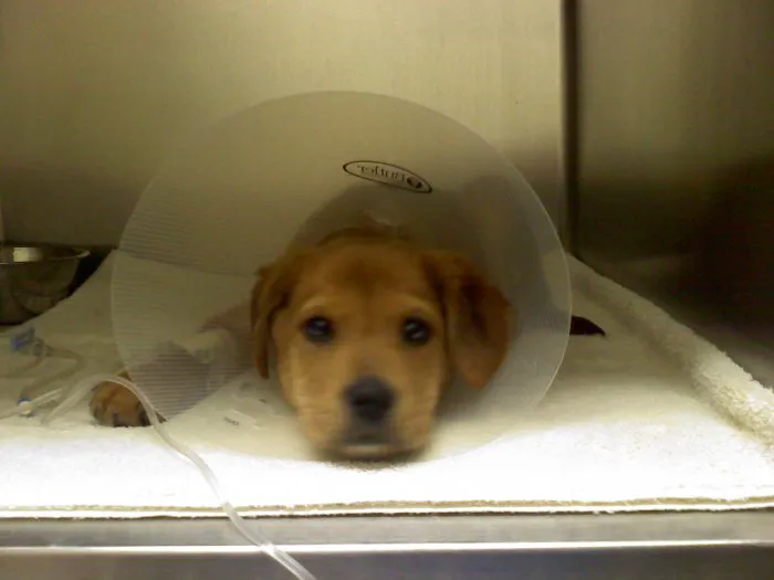 Edgebrook Animal Hospital 6