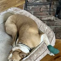 Country Animal Hospital ico