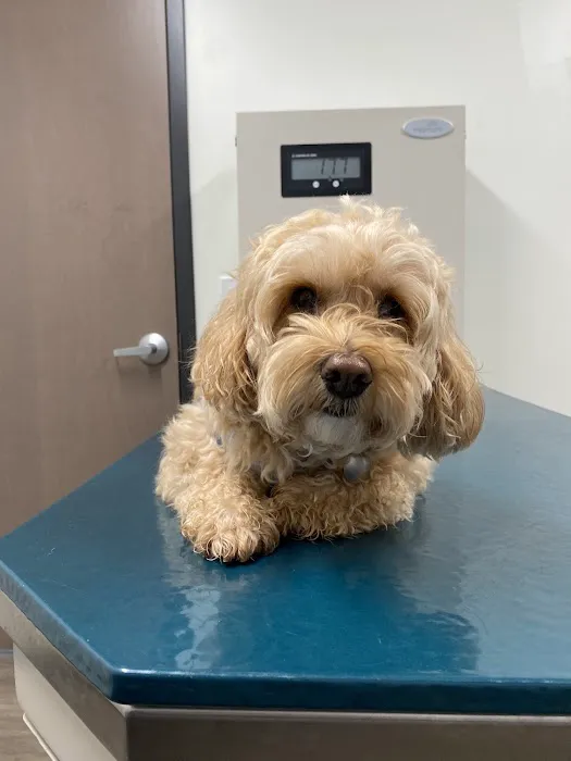 Country Animal Hospital 6