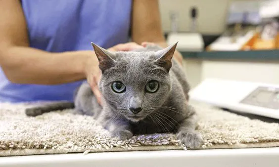 Harlingen Veterinary Clinic 5