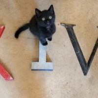 Kindred Integrative Veterinary Services ico