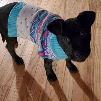 Runaway Farm Pet Hospital ico
