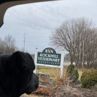 Rockhill Veterinary Associates ico