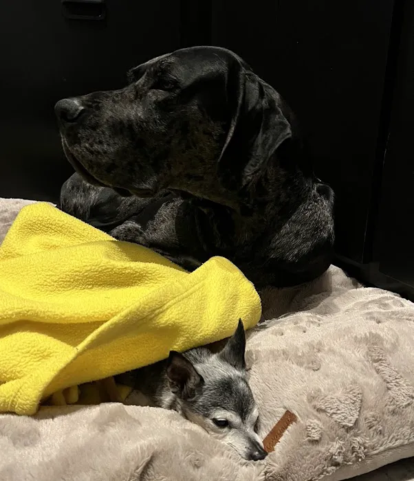 Alpha Veterinary Hospital 6
