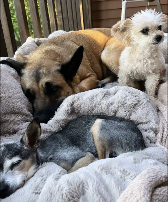 Alpha Veterinary Hospital 1