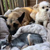 Alpha Veterinary Hospital ico