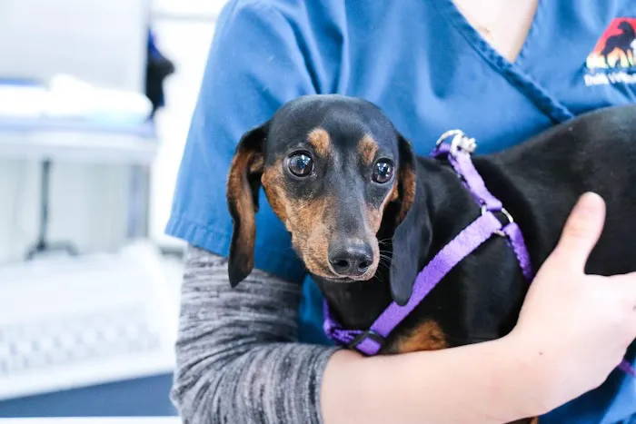 Dublin Veterinary Hospital 9