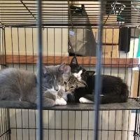 Pennridge Animal Hospital ico