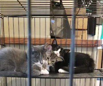 Pennridge Animal Hospital