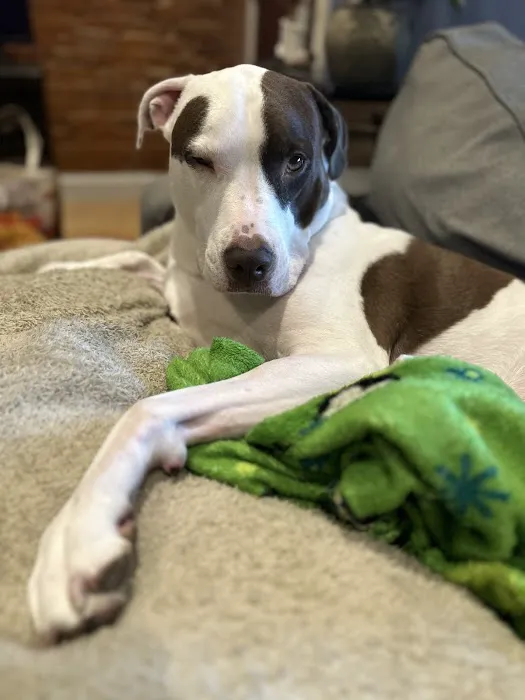 Pennridge Animal Hospital 2