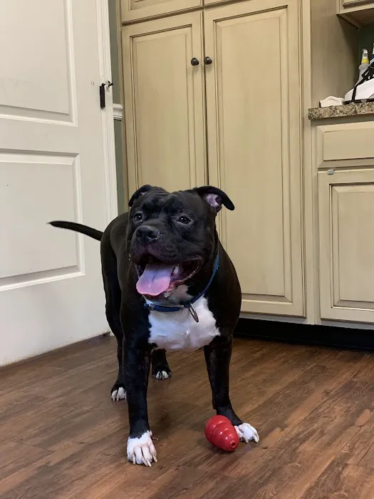 Pennridge Animal Hospital 3