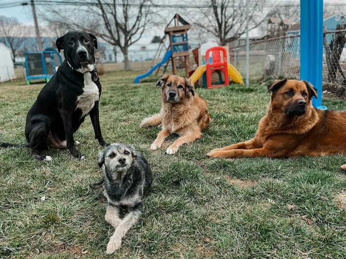 Pennridge Animal Hospital 7