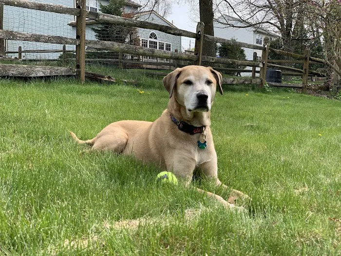 Pennridge Animal Hospital 9