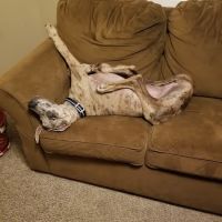 Frankfort Animal Hospital ico