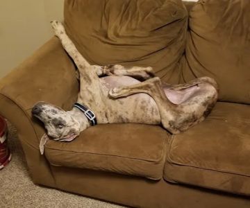 Frankfort Animal Hospital