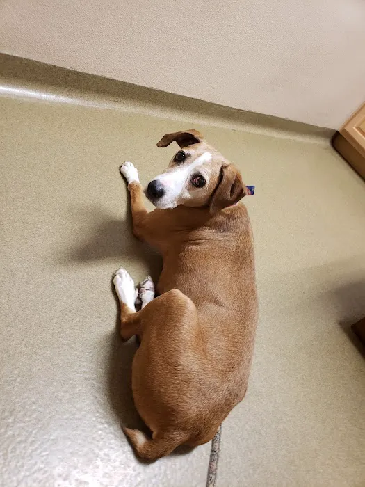 Frankfort Animal Hospital 12