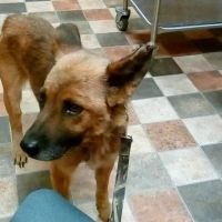 Wayside Veterinary Clinic ico