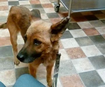 Wayside Veterinary Clinic