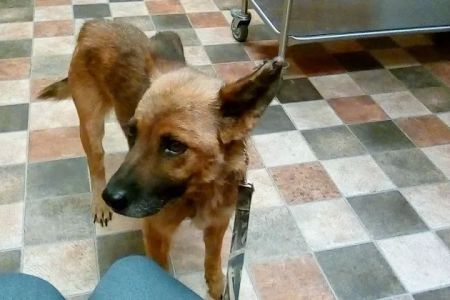 Wayside Veterinary Clinic