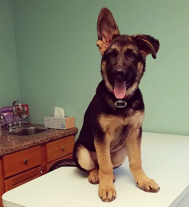 Wayside Veterinary Clinic 12