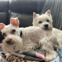 Wildcat Valley Animal Clinic ico