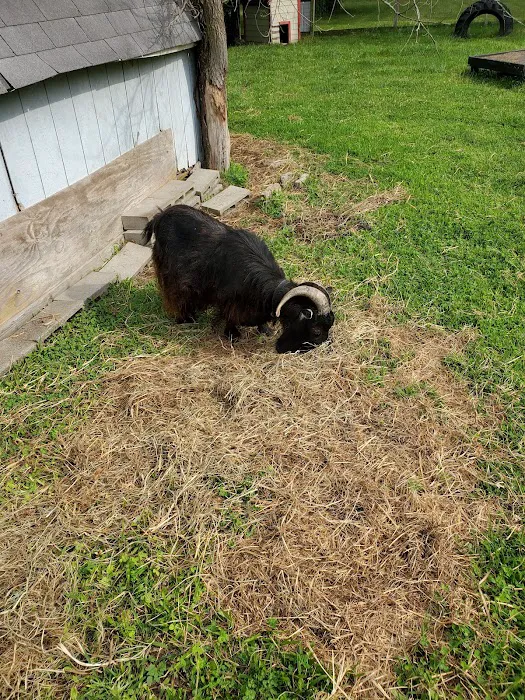 Wildcat Valley Animal Clinic 2