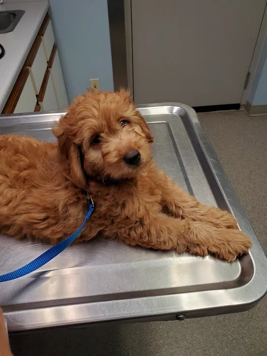 Bush Veterinary Services 12