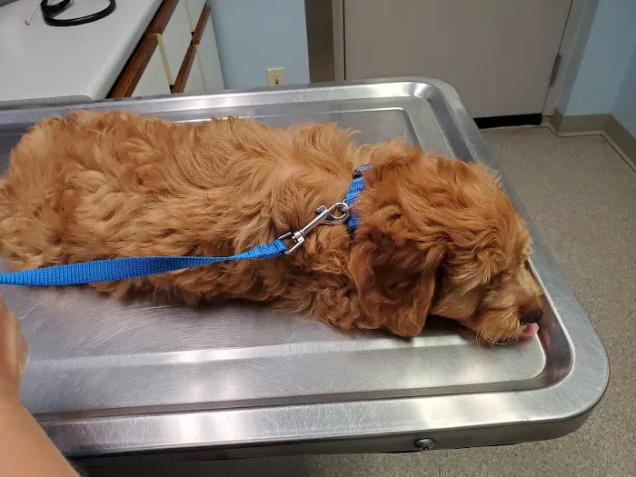 Bush Veterinary Services 12