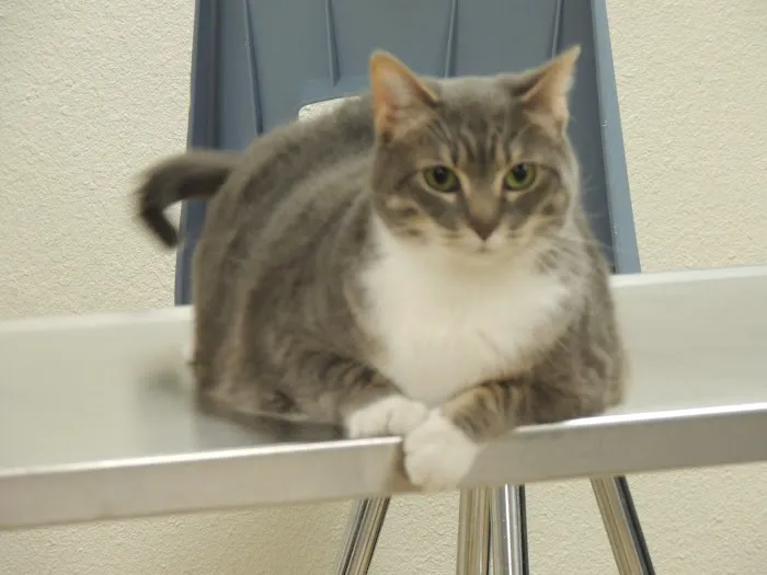 Heritage Animal Hospital Inc 12