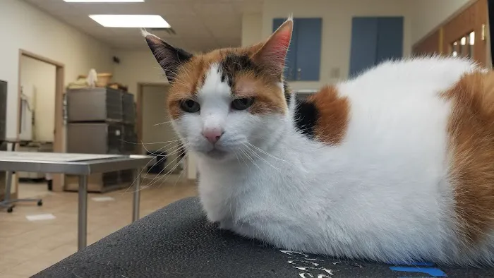 Heritage Animal Hospital Inc 12