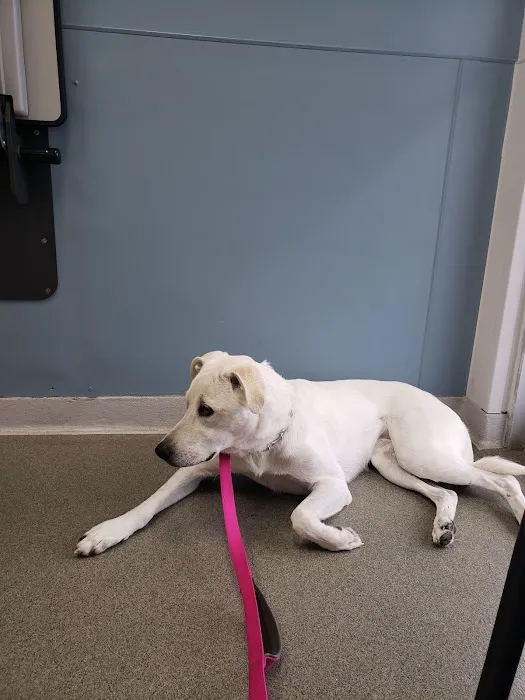Petcare Animal Hospital 12