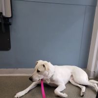 Petcare Animal Hospital ico