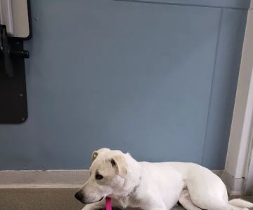 Petcare Animal Hospital