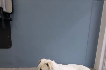 Petcare Animal Hospital