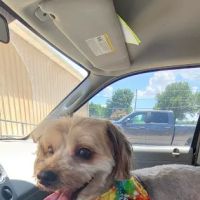 Wabash Valley Animal Hospital ico